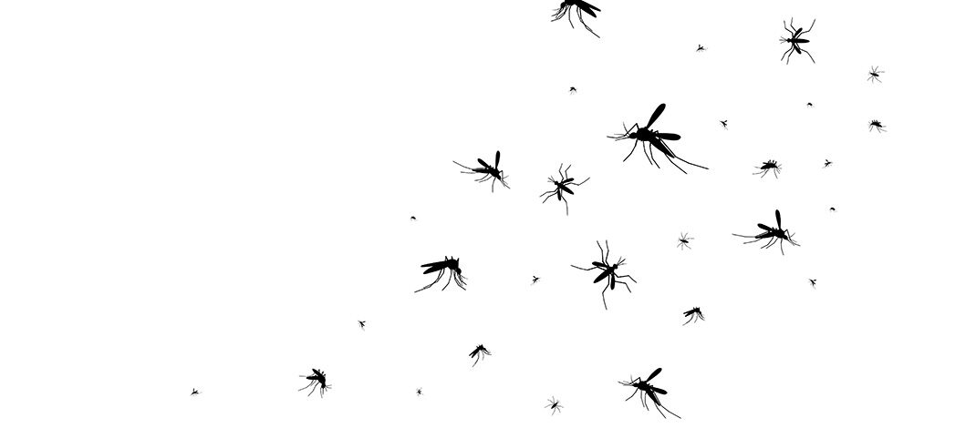 Summer is Coming —  So Are the Mosquitoes!
