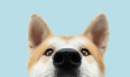 Battling Heartworm Disease in Dogs