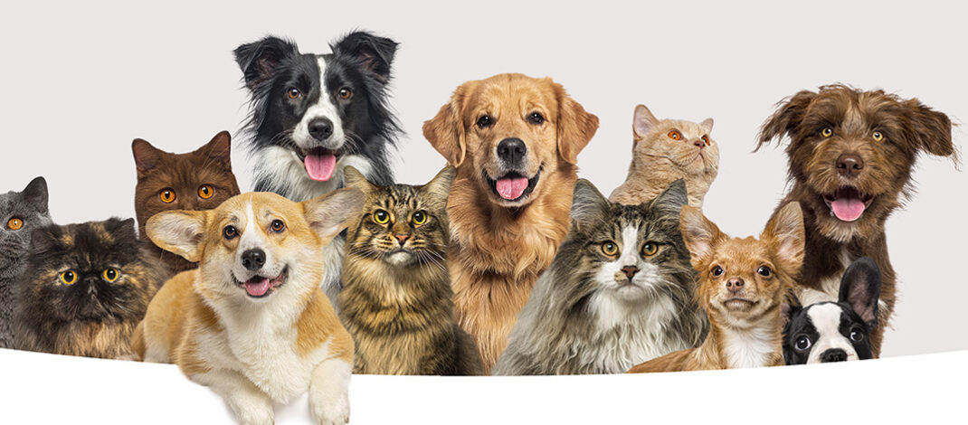 How Pets Keep Us Healthy