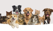 How Pets Keep Us Healthy